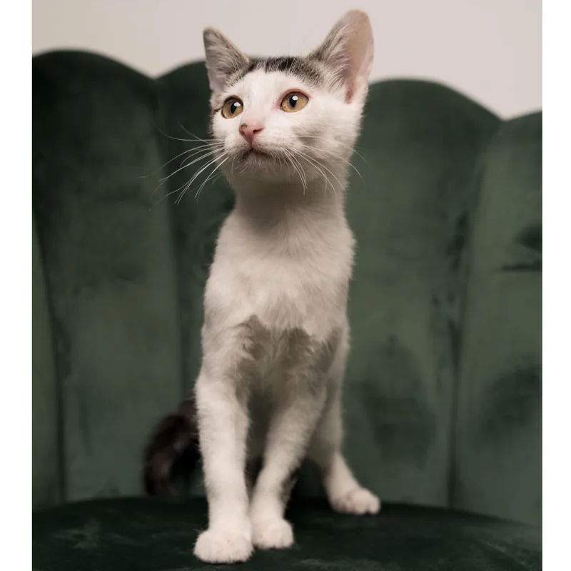 A baby small-sized female White Domestic Short Hair cat named Rick & Morty for adoption in Stoughton, WI