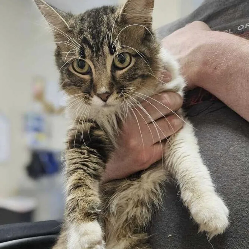 A young medium-sized male Tabby (Brown / Chocolate) Domestic Short Hair cat named Bob for adoption in Elyria, OH