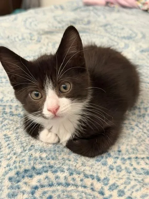 A baby small-sized male Domestic Short Hair cat named Morrison for adoption in Santa Maria, CA