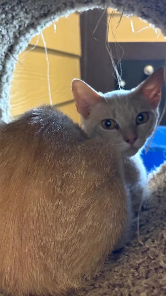 A young medium-sized female Domestic Short Hair cat named Courtney for adoption in Clarksville, TN
