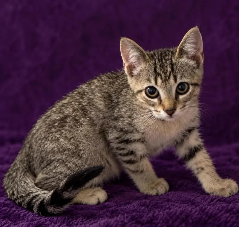 A baby small-sized male Domestic Short Hair cat named Sloane for adoption in Columbia, TN