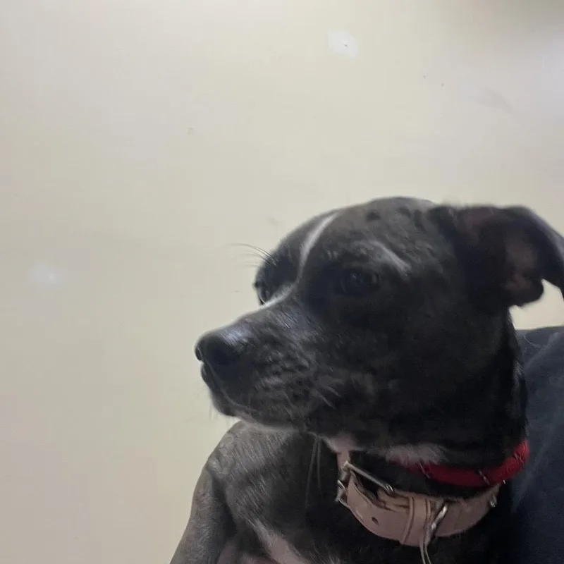 An adult small-sized female Black Mixed Breed dog named Isla Be There For for adoption in Galveston, TX