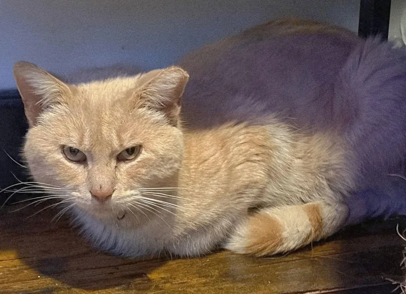 An adult large-sized male Orange / Red Domestic Short Hair cat named Captain Gingerbread for adoption in Trenton, NJ