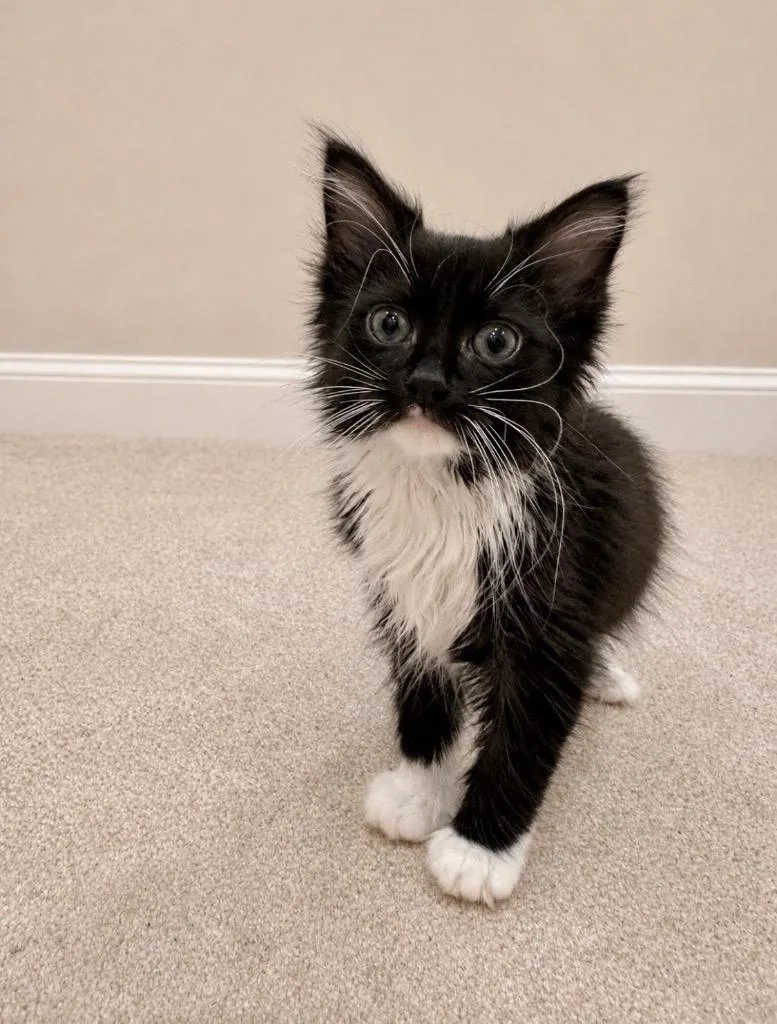 A baby small-sized female Domestic Long Hair cat named Nemo for adoption in New Manchester, WV