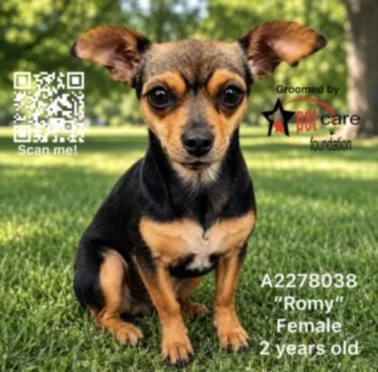 A young small-sized female Chihuahua dog named Romy for adoption in Los Angeles, CA