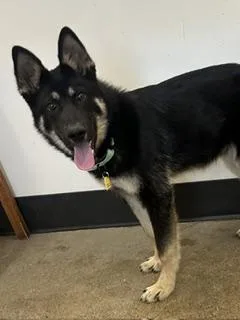 A baby medium-sized male Black German Shepherd Dog dog named Wilson for adoption in Cleveland, OH