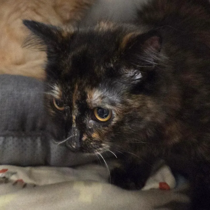 A baby small-sized female Calico Domestic Long Hair cat named Cher for adoption in Charleston, WV
