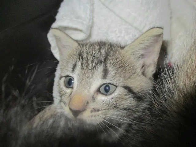 A baby small-sized female Domestic Short Hair cat named Ingrid for adoption in Ocala, FL