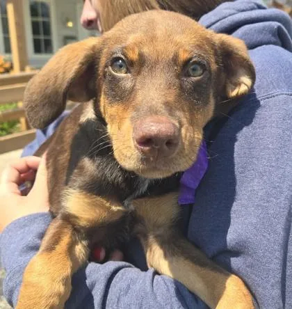 A baby medium-sized female Australian Shepherd dog named Drifter for adoption in East Brookfield, MA