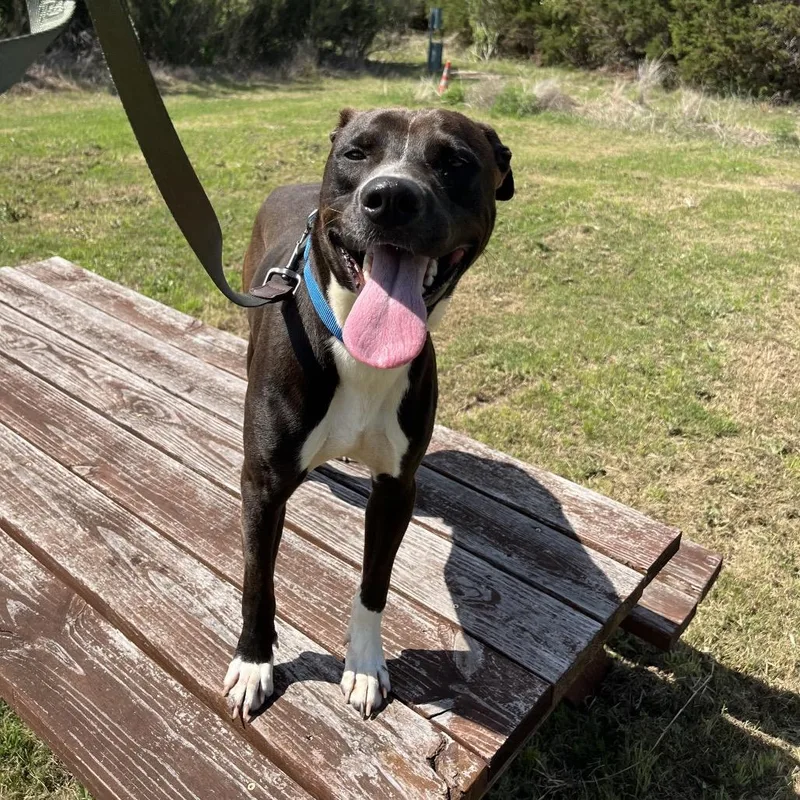 A young medium-sized male Black Pit Bull Terrier dog named Juniper for adoption in Kyle, TX
