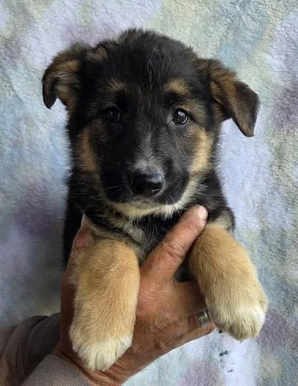 A baby large-sized male Alaskan Malamute dog named Nash for adoption in Malvern, PA