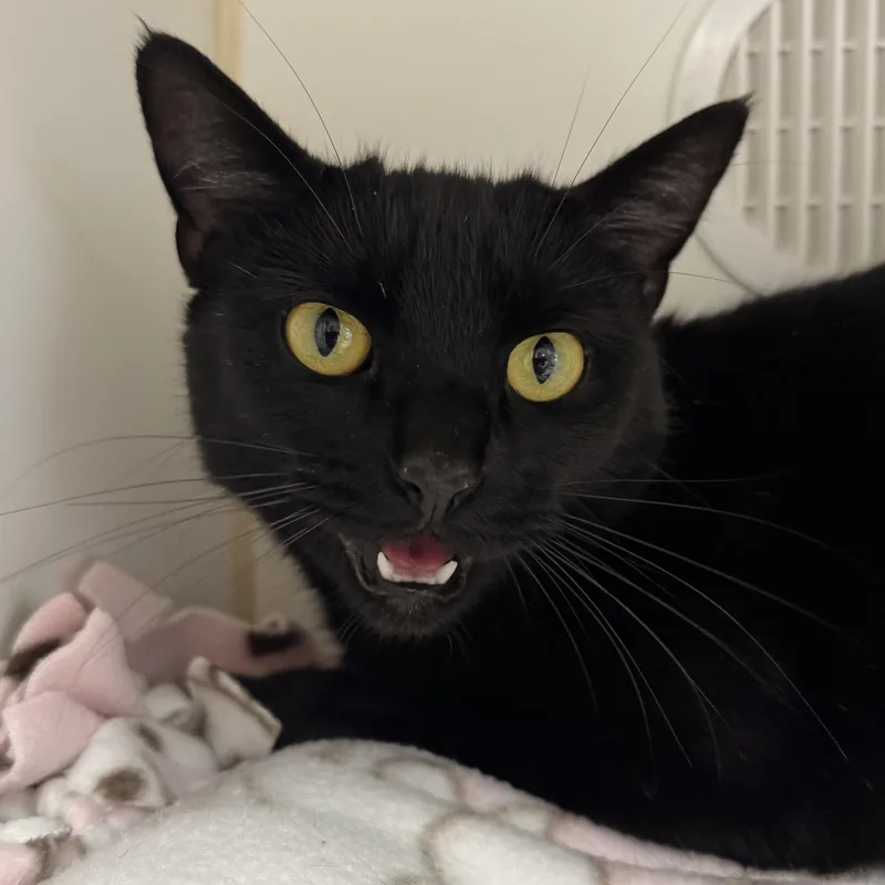 Purrscilla thumbnail 2