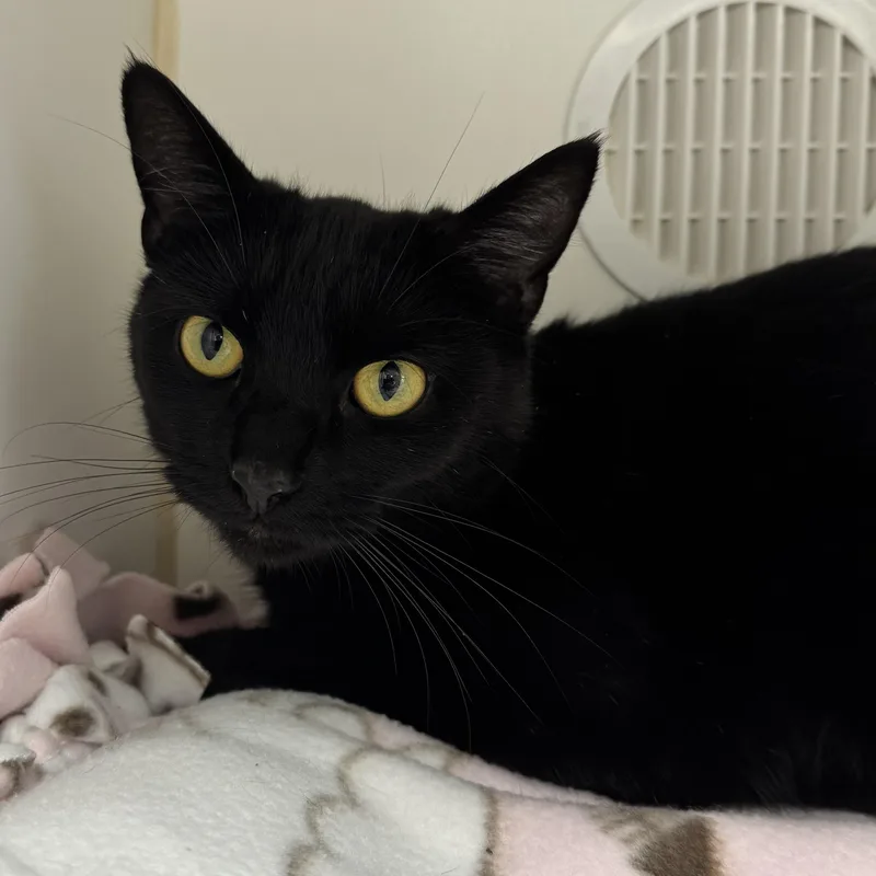 An adult medium-sized female Black Domestic Short Hair cat named Purrscilla for adoption in Reisterstown, MD