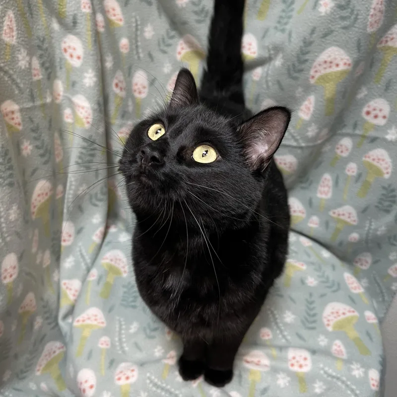 An adult large-sized male Black Domestic Short Hair cat named Toothless for adoption in Fairmont, MN