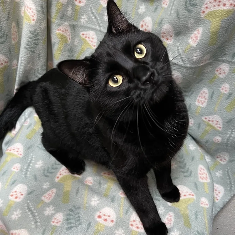 Toothless thumbnail 2