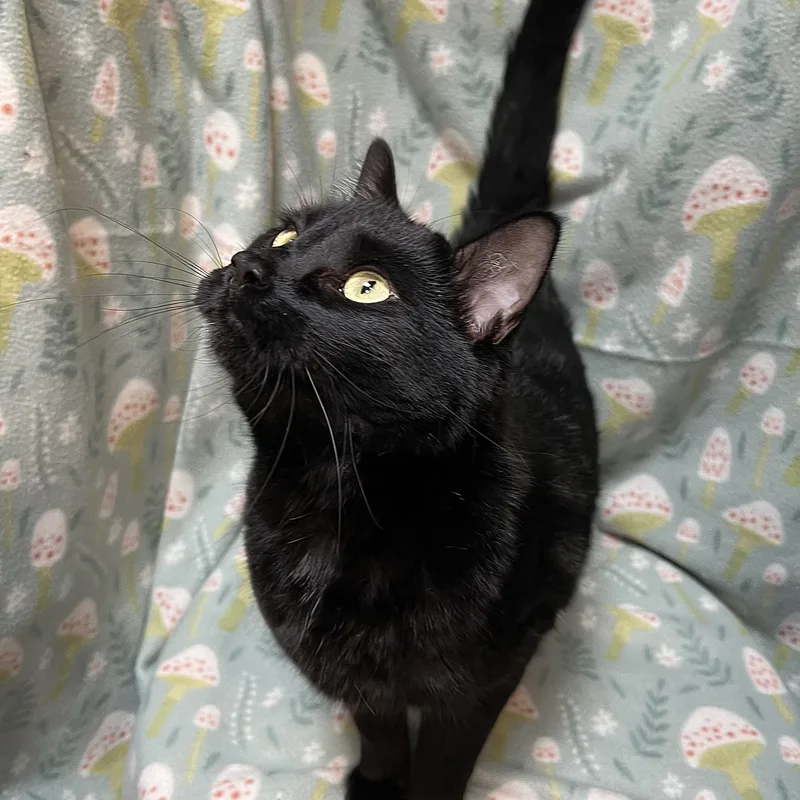 Toothless thumbnail 3