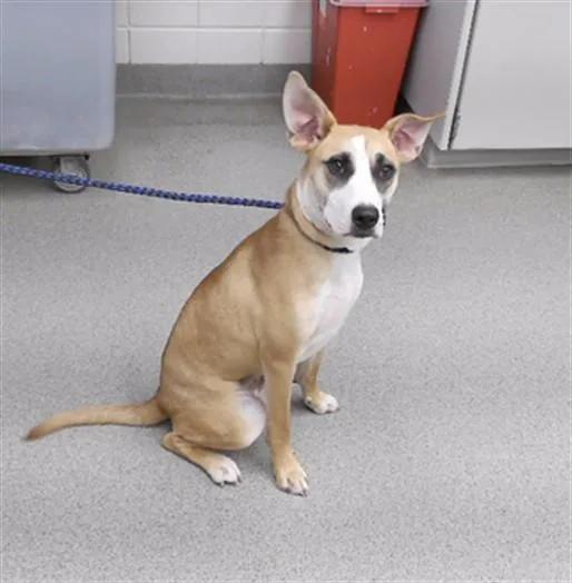 A young small-sized female Labrador Retriever dog named Avril for adoption in Omaha, NE