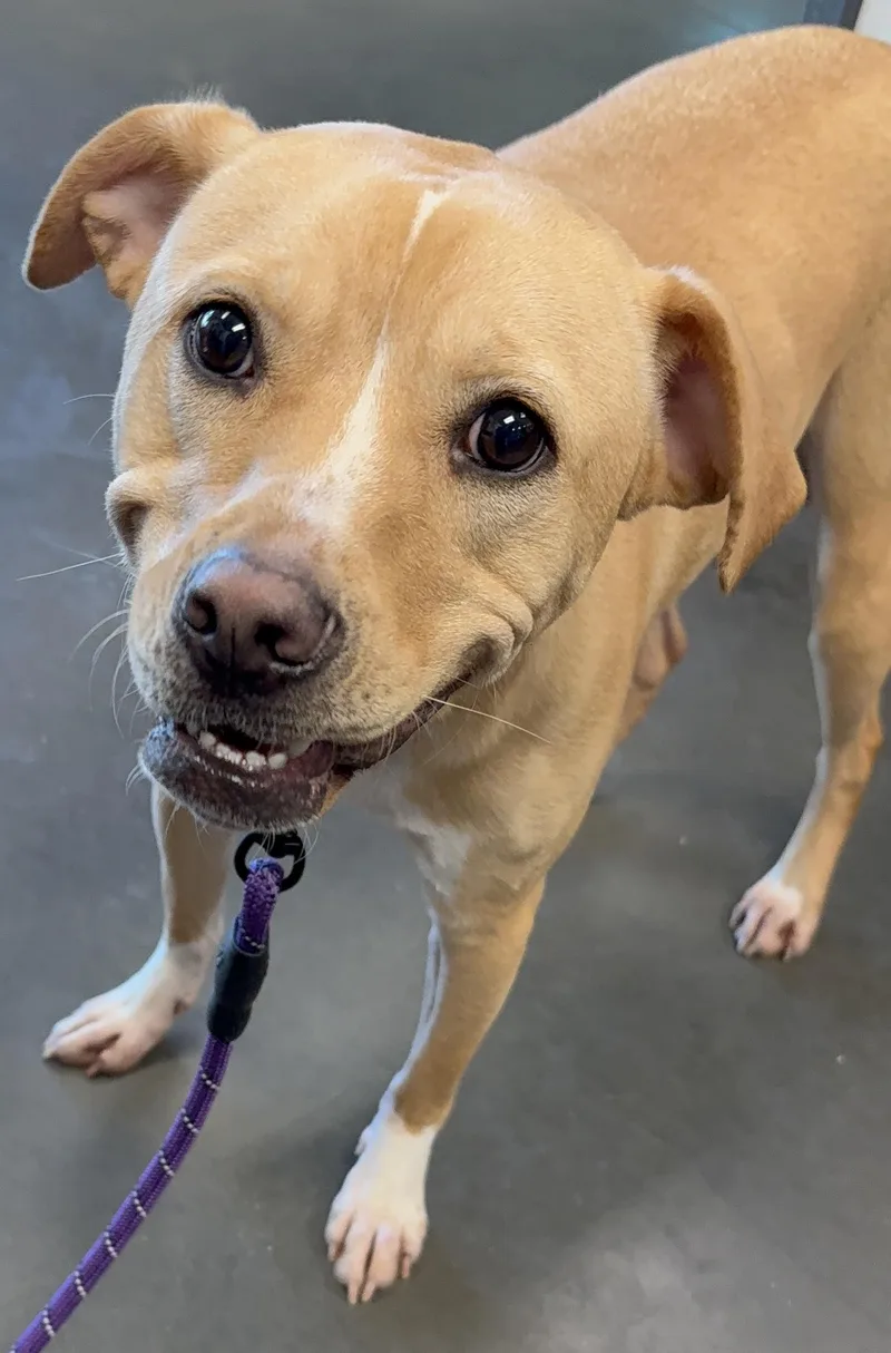 A young large-sized female Staffordshire Bull Terrier dog named Daisy for adoption in Chatsworth, CA