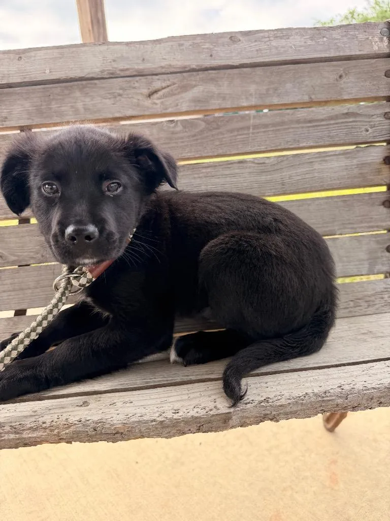 A baby small-sized female Mixed Breed dog named Mizuki for adoption in Ocala, FL