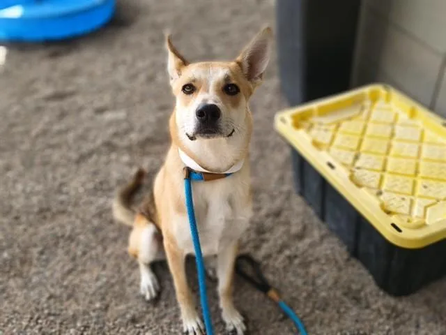 A young large-sized male German Shepherd Dog dog named Reeses for adoption in Mesa, AZ