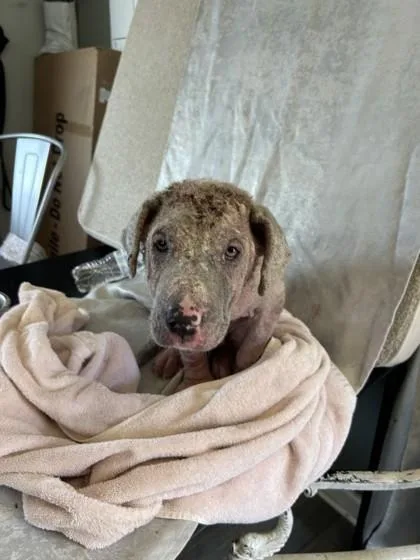 A baby medium-sized male Labrador Retriever dog named Marlin Perkins for adoption in West Memphis, AR