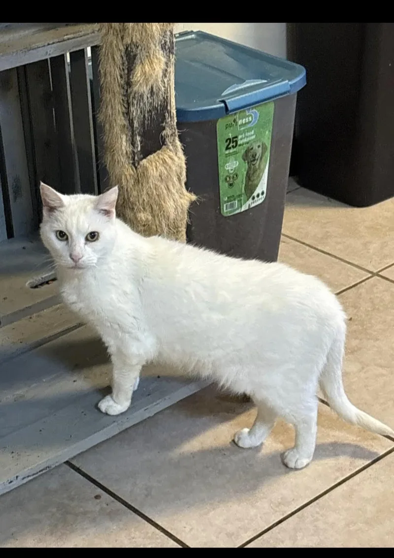 A senior medium-sized female White Domestic Short Hair cat named Tiffany for adoption in Metairie, LA