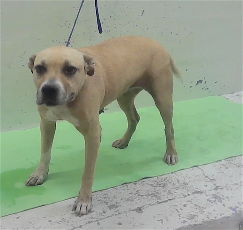 An adult medium-sized female Staffordshire Bull Terrier dog named Molly for adoption in Houston, TX