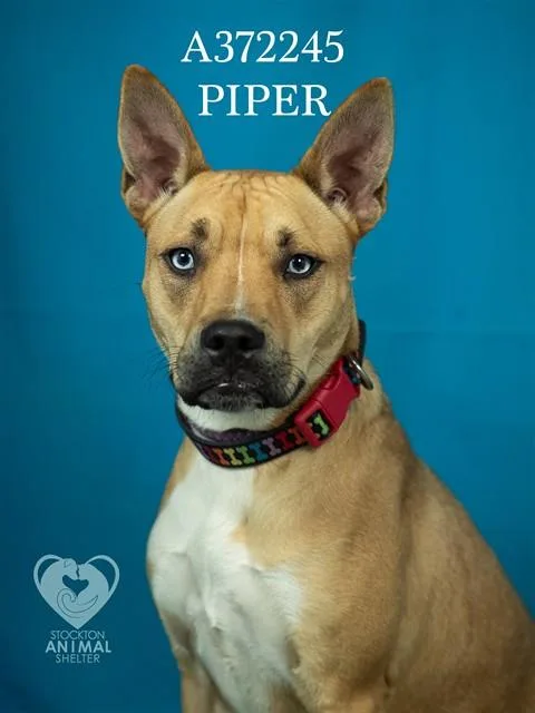 Piper