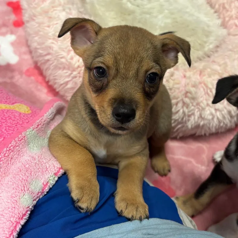 Mowgli