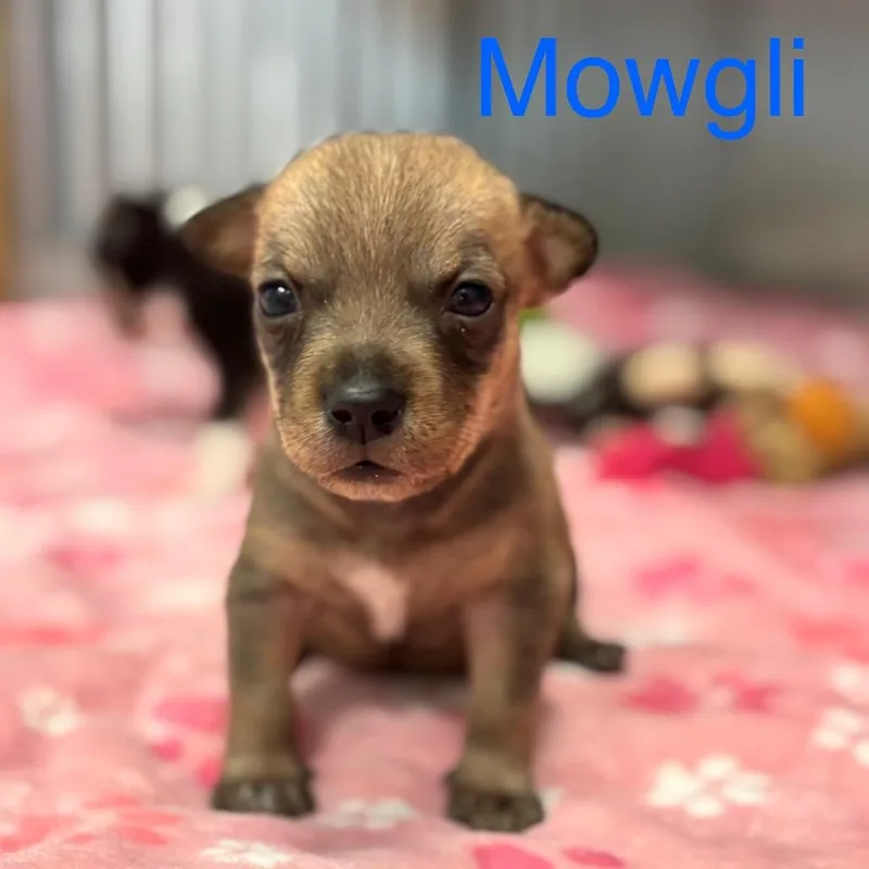 Mowgli thumbnail 3