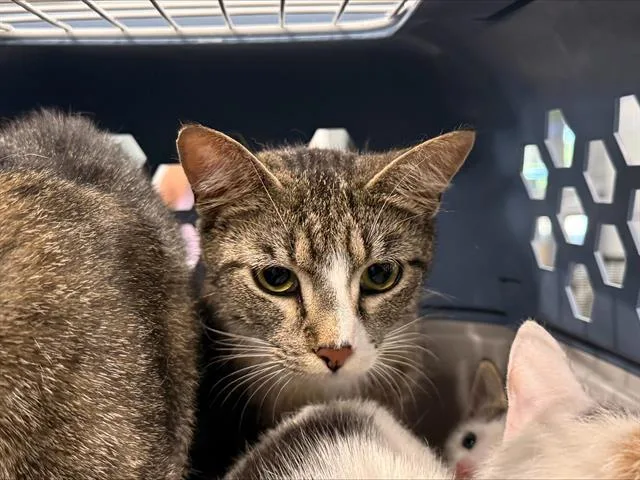 A young medium-sized female Domestic Short Hair cat named Bailey for adoption in Charlotte, NC