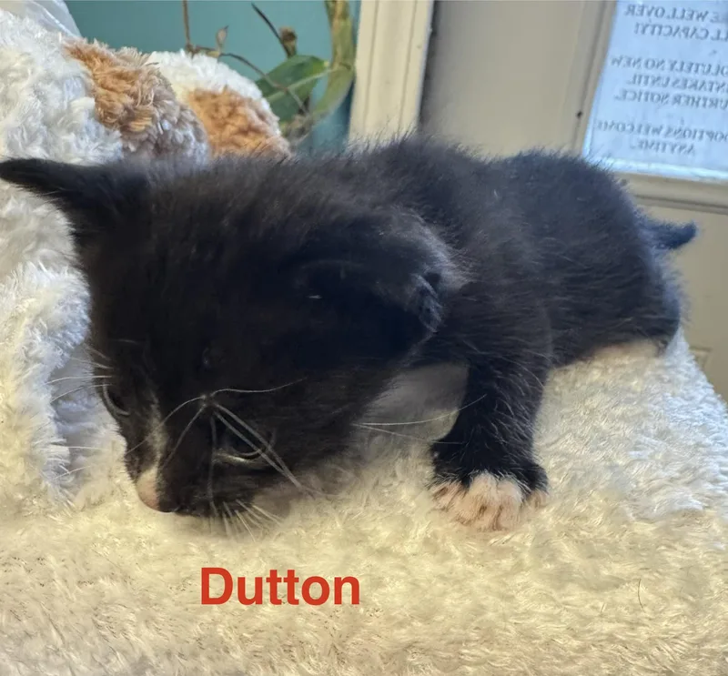 A baby small-sized male Black & White / Tuxedo Domestic Short Hair cat named Dutton for adoption in Shrewsbury, MA