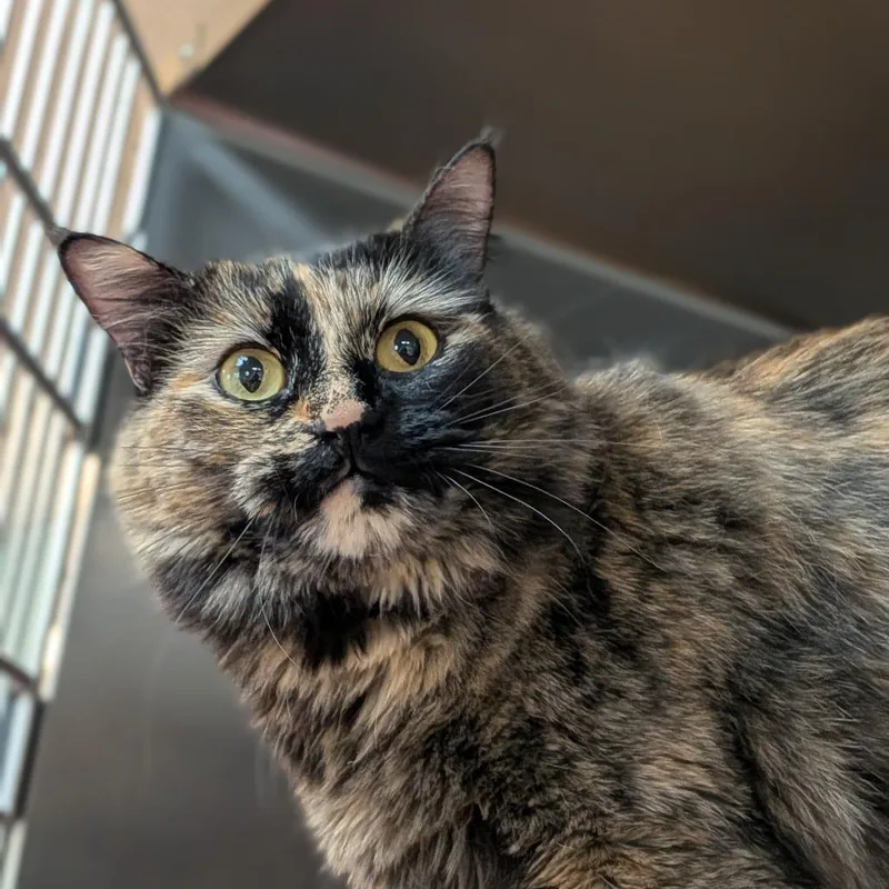 An adult large-sized female Tortoiseshell Domestic Medium Hair cat named Kali for adoption in Milan, IL