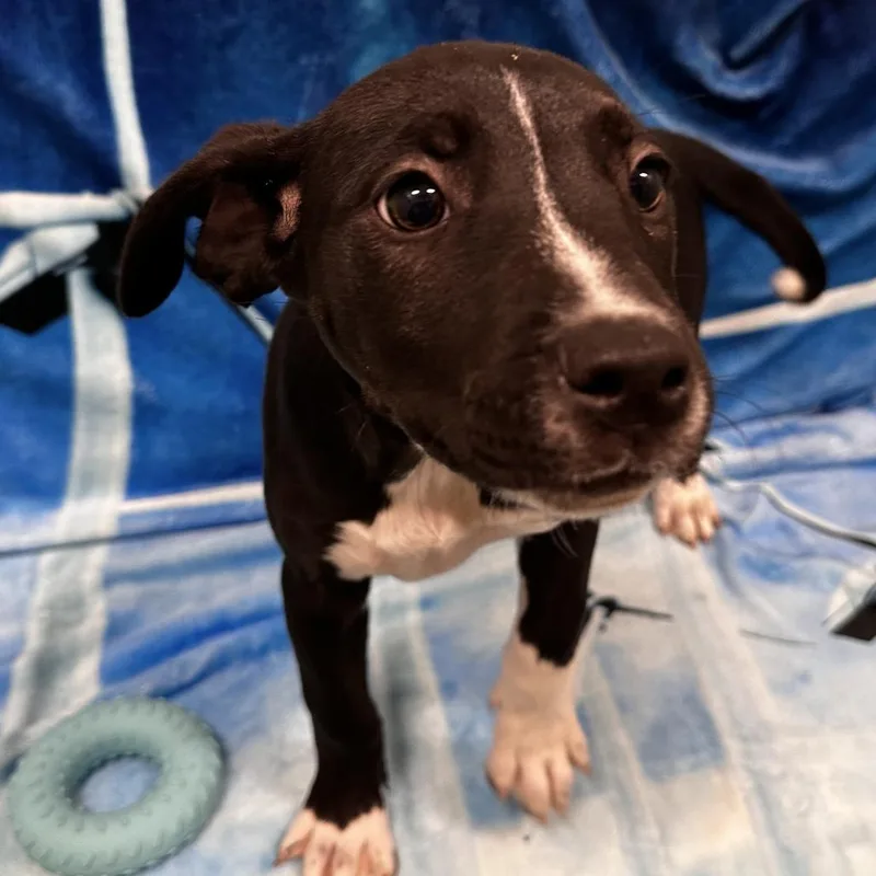 A baby medium-sized female Black Mixed Breed dog named Dolly for adoption in Washington Township, OH