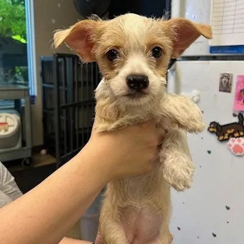 A baby small-sized female Yellow / Tan / Blond / Fawn Mixed Breed dog named Sadie for adoption in Knoxville, TN