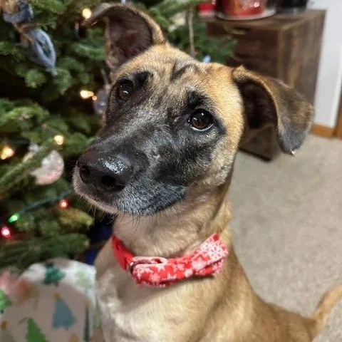 Smoothie thumbnail 4