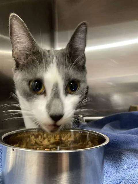 A young medium-sized female Domestic Short Hair cat named Euna for adoption in Long Beach, CA