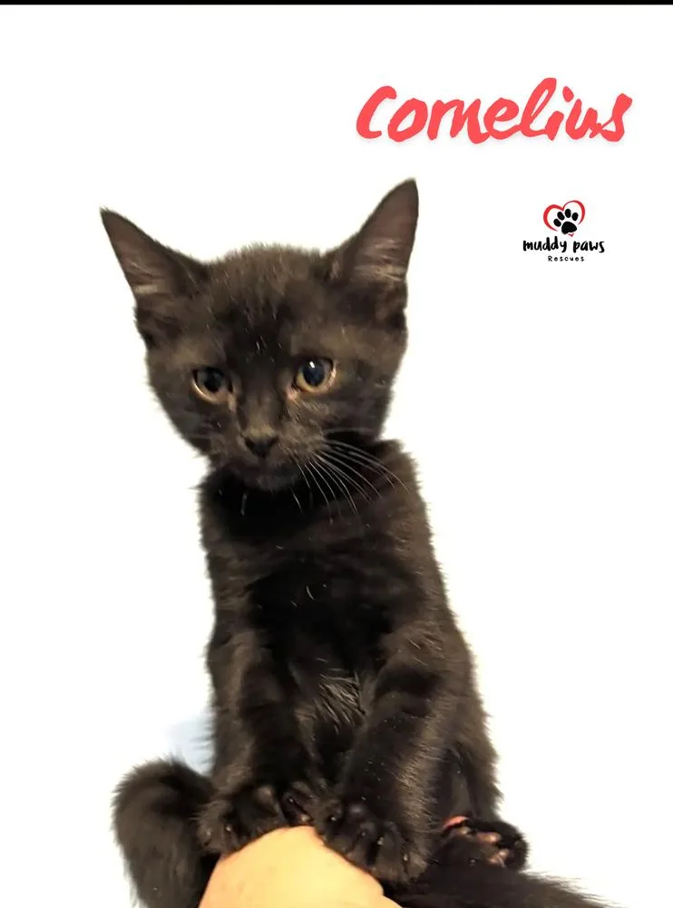 A baby small-sized male Black Domestic Short Hair cat named The Misfits: Cornelius for adoption in Council Bluffs, IA