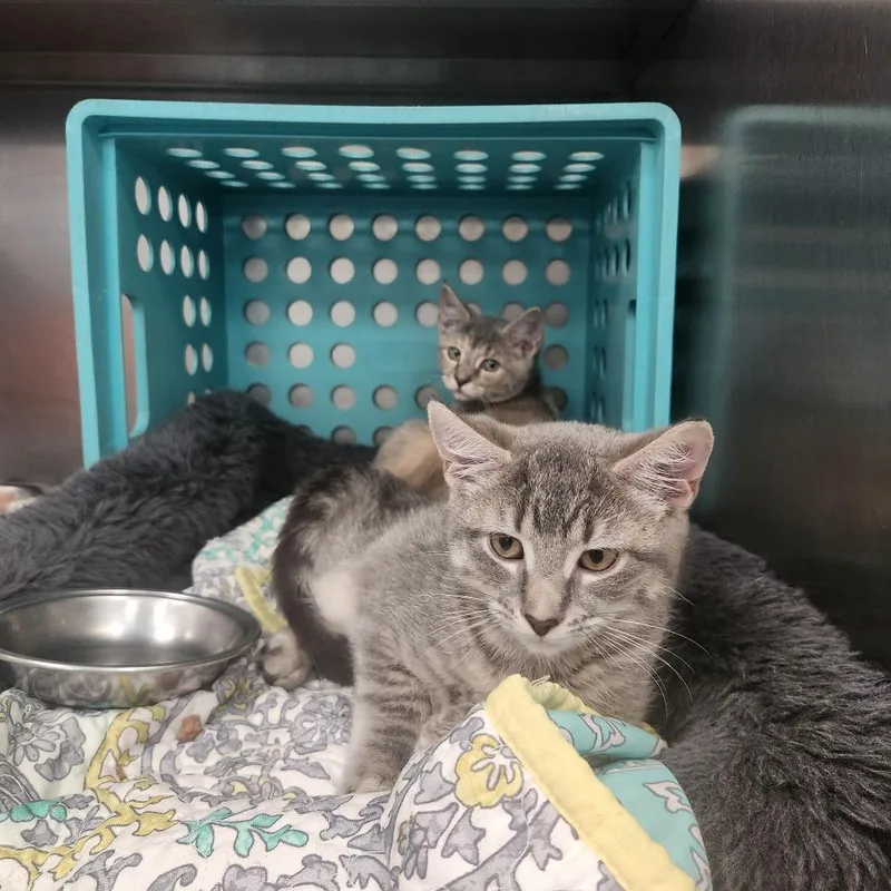 A baby small-sized female Gray / Blue / Silver Domestic Short Hair cat named Mocha for adoption in Brockton, MA