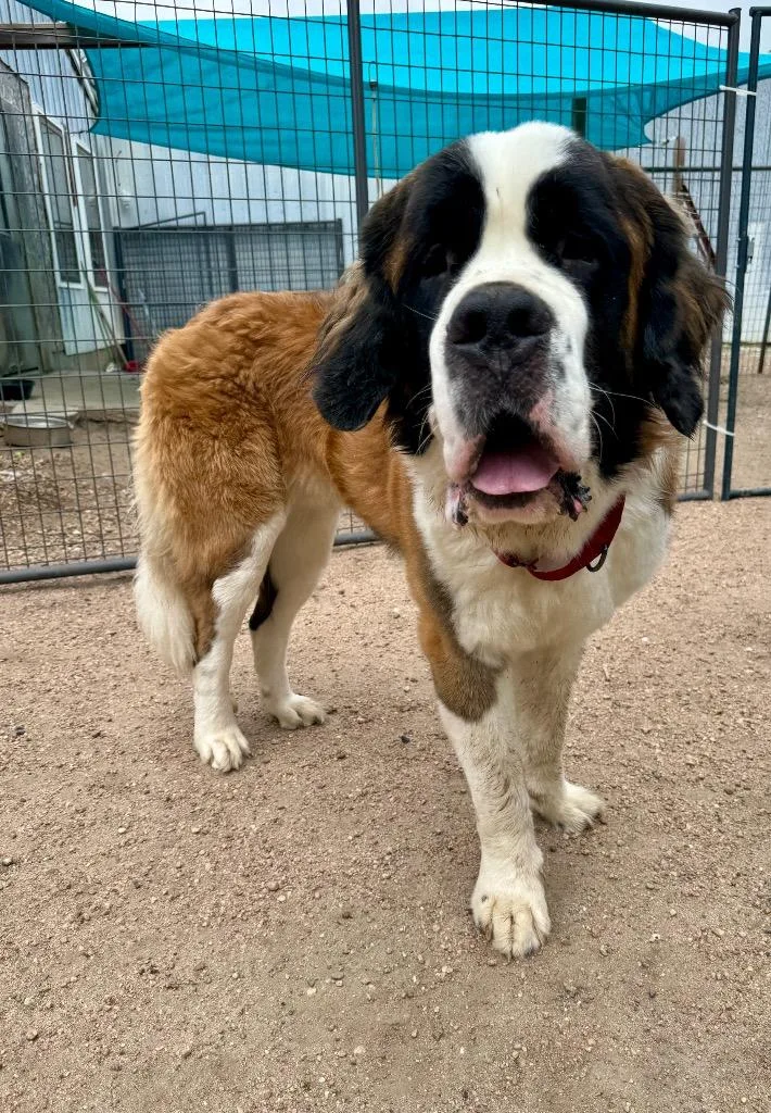 A young extra large-sized male Saint Bernard dog named Beethoven for adoption in Hastings, NE