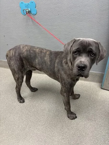 A young small-sized male Cane Corso dog named Ozzy for adoption in Las Vegas, NV