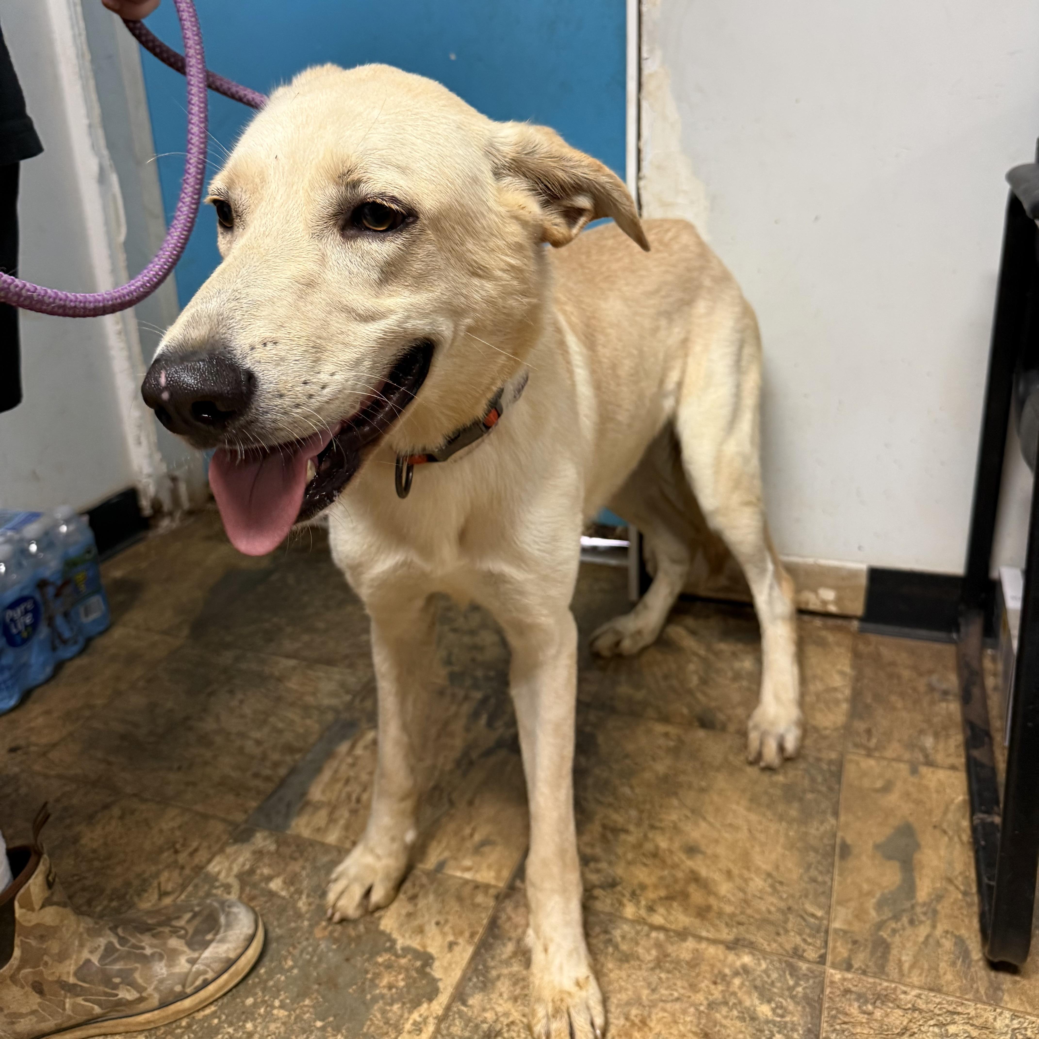 An adult medium-sized male Yellow / Tan / Blond / Fawn Labrador Retriever dog named Sol for adoption in Columbia, SC