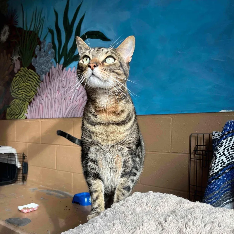 An adult extra large-sized male Domestic Short Hair cat named London Sky for adoption in Oakland, CA