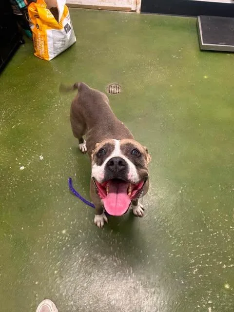 An adult large-sized female Gray / Blue / Silver Pit Bull Terrier dog named Renegade for adoption in Fruit Heights, UT