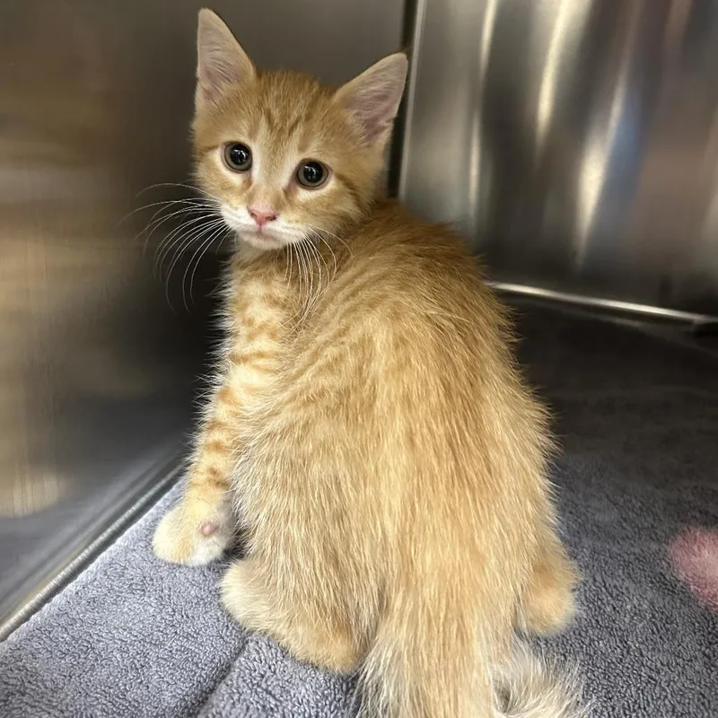 O'jay thumbnail 2