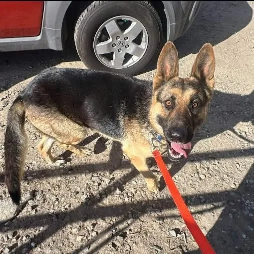 A young large-sized male German Shepherd Dog dog named Kennedy for adoption in Camarillo, CA