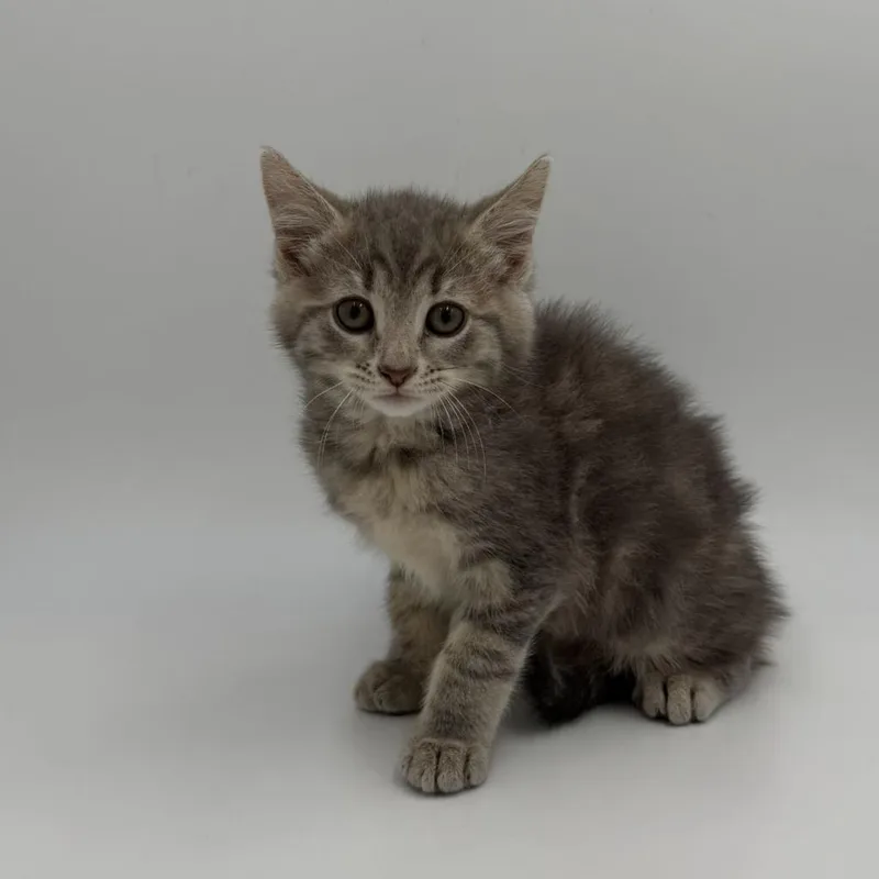 A baby medium-sized male Domestic Short Hair cat named Tofu for adoption in State College, PA