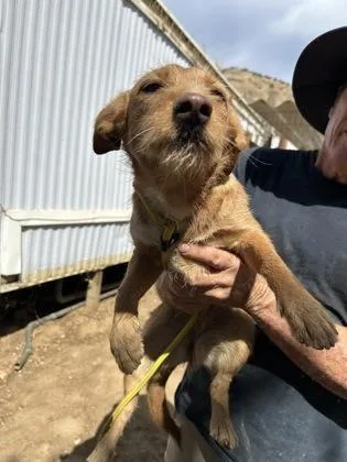 An adult medium-sized female Terrier dog named Bellamee for adoption in Fresno, CA