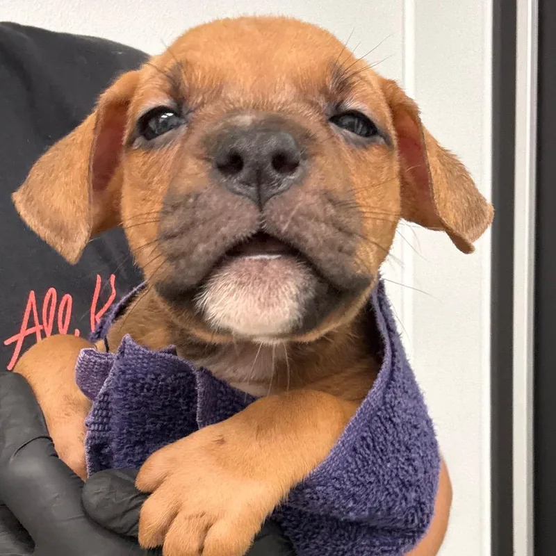 A baby small-sized male Brown / Chocolate Terrier dog named Squints for adoption in Abilene, TX