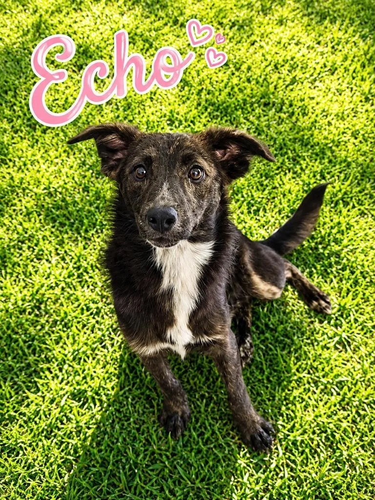 A baby medium-sized female Australian Shepherd dog named Echo for adoption in Livingston, LA